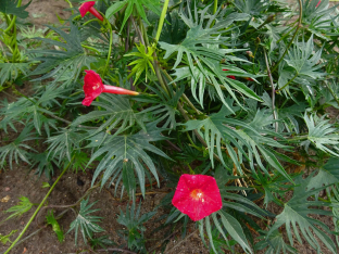 Ipomoea quamoclit 'Cardinalis'